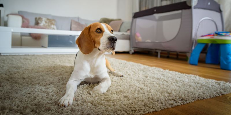 Dogs with separation anxiety