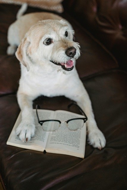 Dog Separation Anxiety FAQ