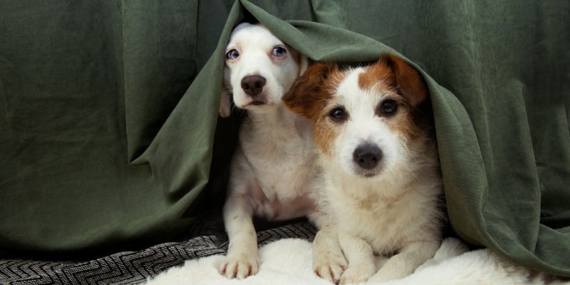 Addressing Dog Separation Anxiety