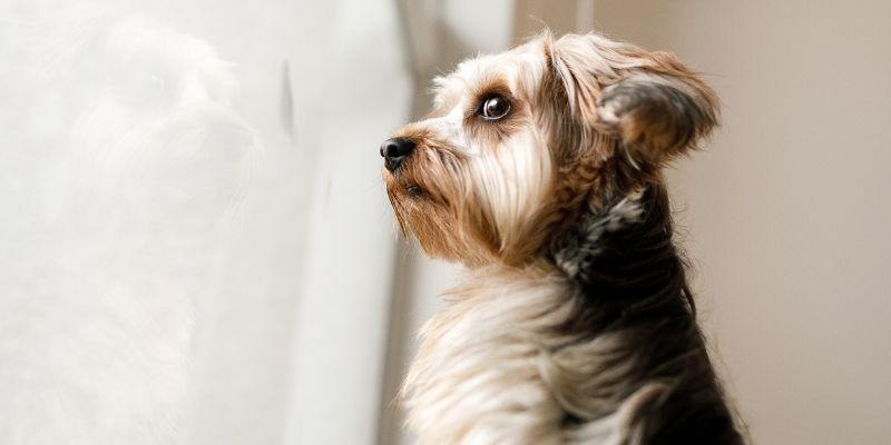 Anxiety Separation Dogs