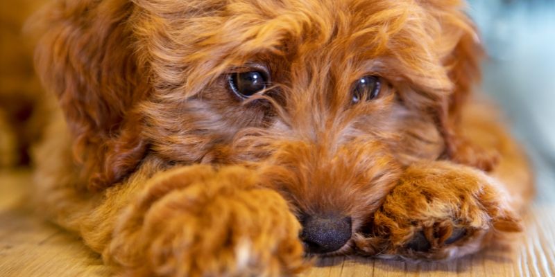Dog and Separation Anxiety