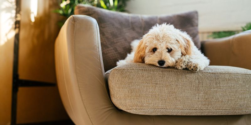 Dog With Separation Anxiety