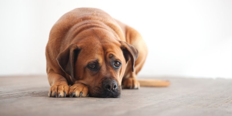 Dogs And Separation Anxiety