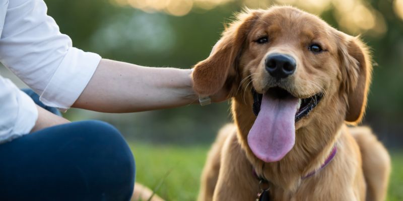 Training Dogs With Separation Anxiety
