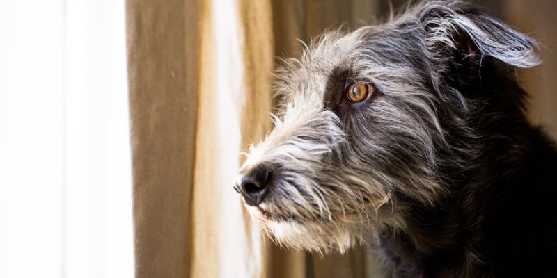 How to Help a Separation Anxiety Dog