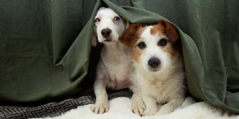 Separation Anxiety in Canines