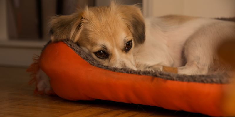 Canine Separation Anxiety