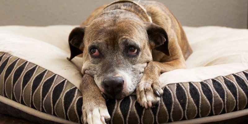 Separation anxiety in dogs