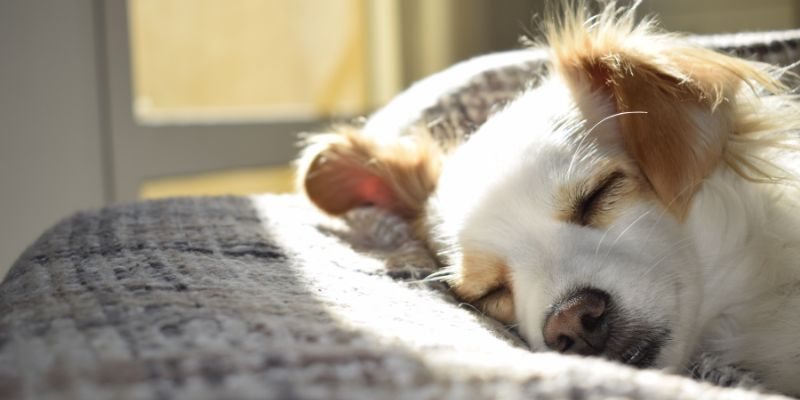 Dog Separation Anxiety Training