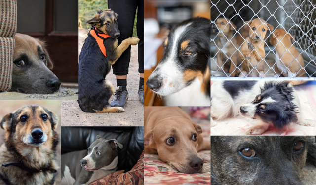 Numerous dogs who are showing fear, stress, and anxiety.