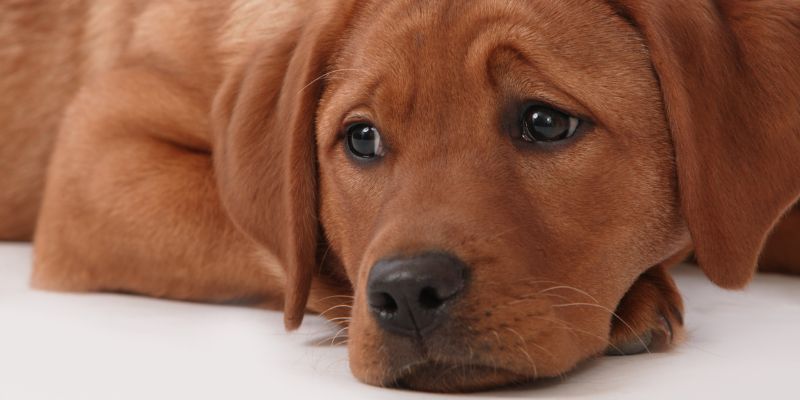 Canine Separation Anxiety Training