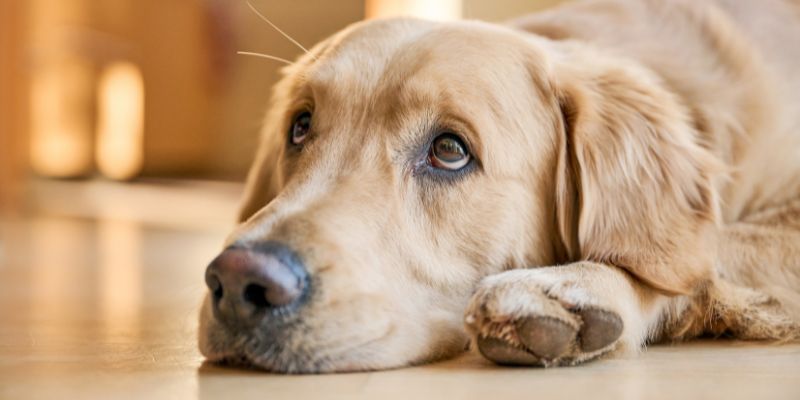 Dog Separation Anxiety Expert