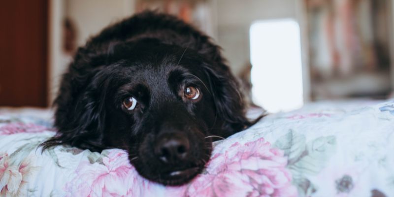 Dog Separation Anxiety Trainer Online