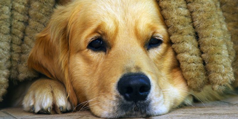 Dog Trainers for Anxiety Online