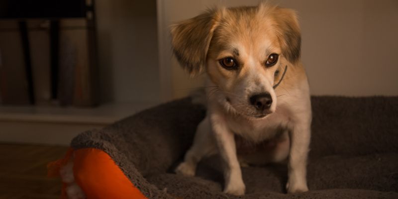 Training for Separation Anxiety Dogs