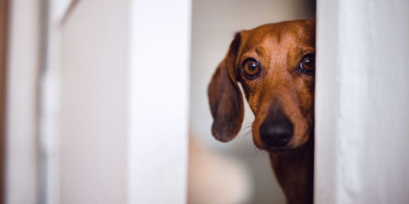 Dog Separation Anxiety Expert