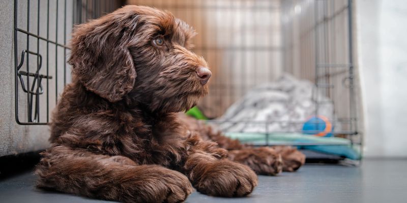 dog separation anxiety in crate